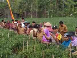 Kadin Pertanian dan Pangan GK Panen Perdana Cabai Merah di Wiyoko Utara