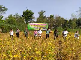 Panen Raya Kedelai Varietas Grobogan  Dusun Galih