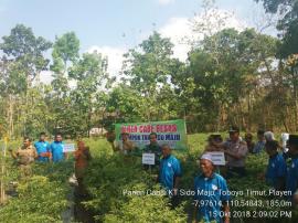 Panen Cabai Kelompok Tani Sido Maju Toboyo Timur