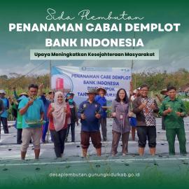 Penanaman Cabai Demplot Bank Indonesia di Kelompok Tani Amrih Murakapi