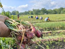 Plembutan Panen Bawang Merah di Lahan Rintisan Agrowisata: Bukti Optimalisasi Tanah Kas Kalurahan Be